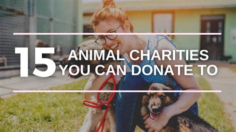 What Percentage Of Humane Society Donations Go To Animals? - Roman Nottly