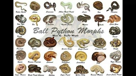 Ball Python Morphs Guide