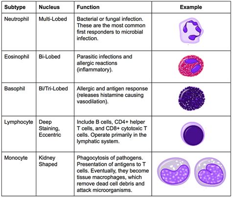 5 Types Of Leukocytes Chart | Images and Photos finder