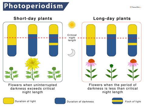 Photoperiodism – Definition, Meaning, & Importance with Diagram