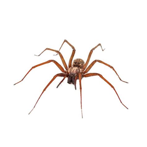 House Spider Identification, Habits & Behavior | Florida Pest Control