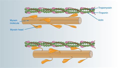 Difference Between Actin and Myosin | Compare the Difference Between ...