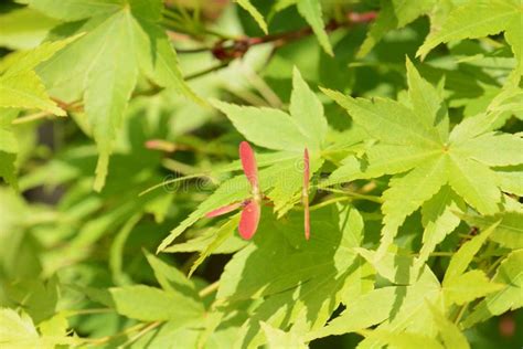 Japanese maple tree seeds. stock photo. Image of nature - 36589614