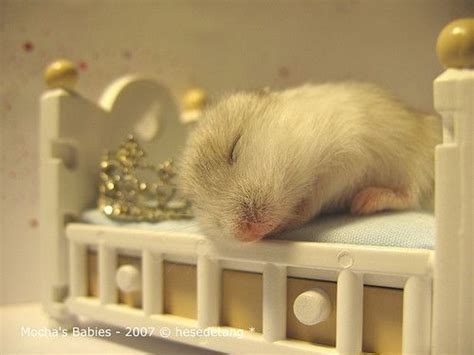 Diy Hamster Bedding Beautiful Hamster Sleeping In A Little Bed Of Diy ...