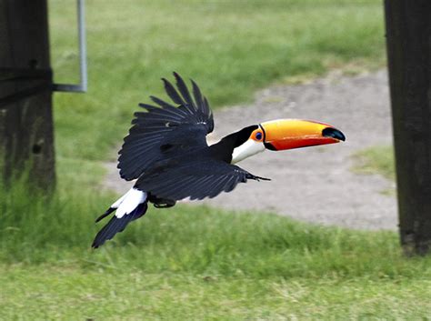 Toco Toucan Flying