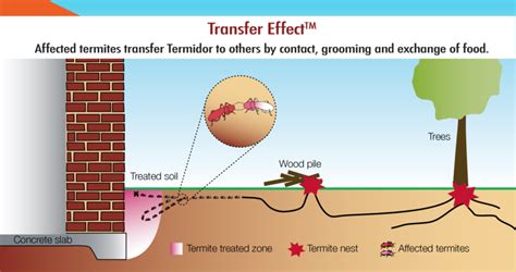 Termite Treatment - Green Earth Pest Control