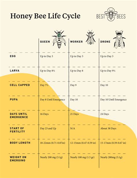 The Honey Bee Lifecycle