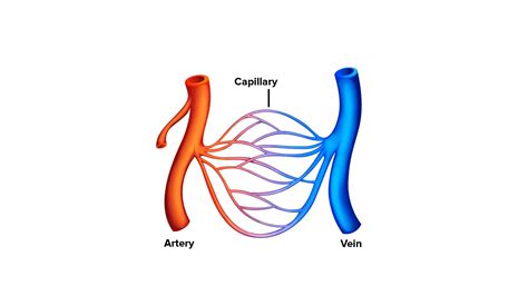 What is the function of capillary blood vessels?