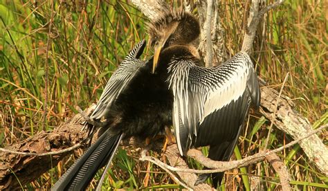 Anhinga | The Animal Facts | Appearance, Diet, Habitat, Behavior, Lifespan