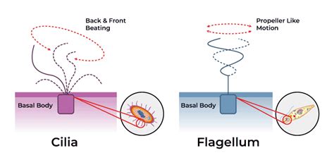 Cilia And Flagella - Definition, Structure, Functions and FAQs ...