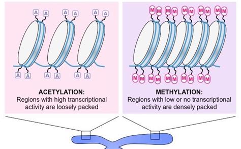 Differences between Euchromatin and Heterochromatin - Online Science Notes