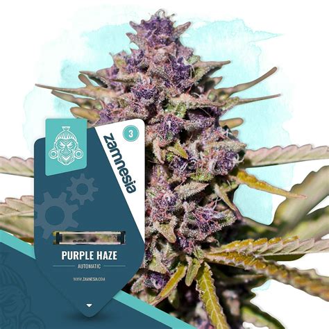 Zamnesia: Purple Haze Automatic by Zamnesia Seeds | Leafly