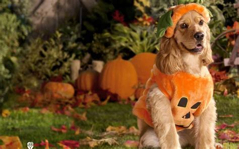 10 Best Dog Pumpkin Costumes (Where to Find Them) | Scout Knows