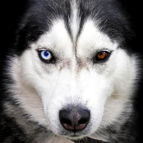 Why Do Huskies Eyes Change Color