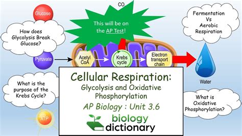 Cellular Respiration: Glycolysis and Oxidative Phosphorylation | AP ...