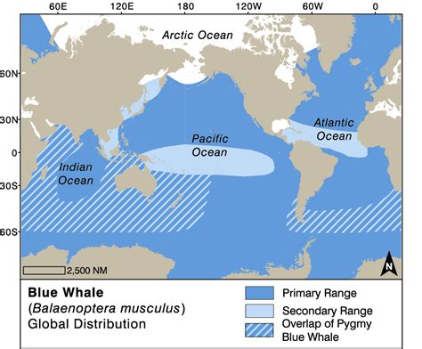 Blue Whale | Whale Watching Handbook