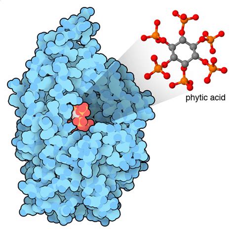 PDB-101: Molecule of the Month: Phytase