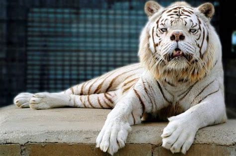 This Is Why Ligers, Tigons, and Other Tiger/Lion Hybrids Shouldn't Be ...