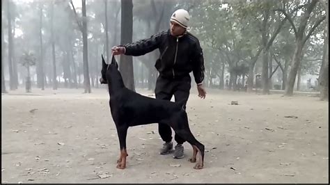 Show Me A Picture Of A Doberman - Doberman Scary Pinscher Dobermans ...