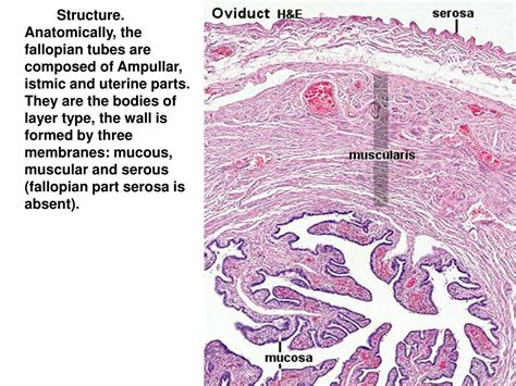 PPT - Histology of female reproductive system PowerPoint Presentation ...