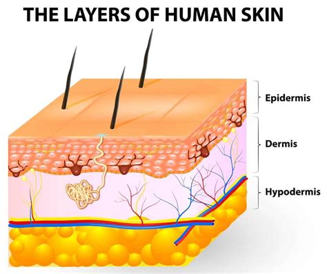 Transdermal Patches: Characteristics and Uses - Step To Health