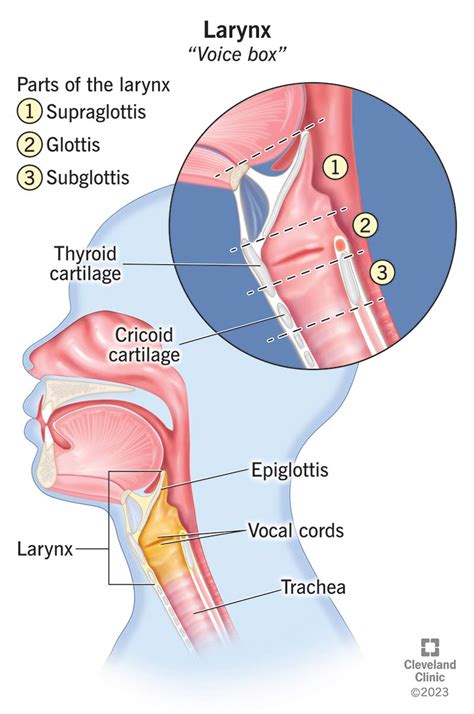 Larynx (Voice Box): Anatomy & Function