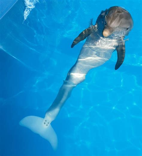 Uplifting Tale About A Dolphin Swimming With World's First Artificial Fin