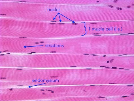 Skeletal Muscle Histology Labeled