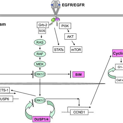 schematic diagram of eGfr activation. Shown for EGFR are the four ...