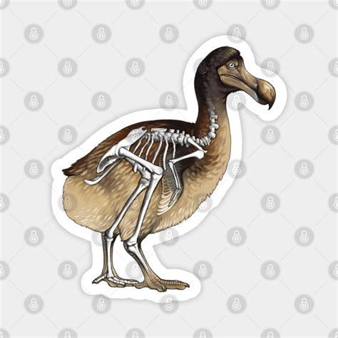 Dodo Bird Skeleton Anatomy - Dodo - Magnet | TeePublic