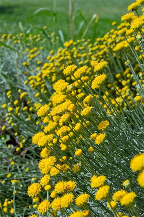 Santolina (Santolina Tomentosa) Stock Photo - Image of bush, detail ...