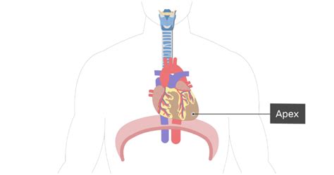 The Location, Size, and Shape of the Heart | GetBodySmart