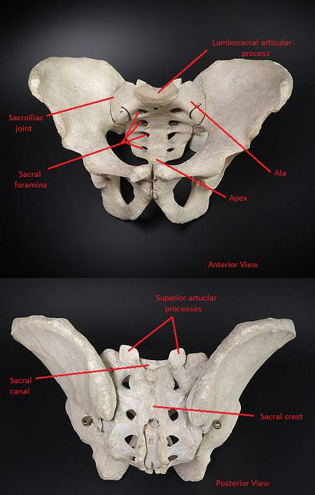 Superior Articular Process Sacrum