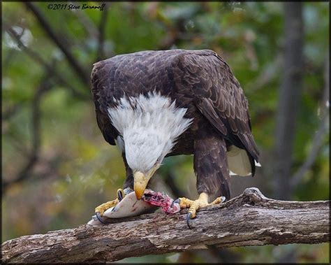 Recent Images July-Dec 2011/_1SB7888 bald eagle eating fish