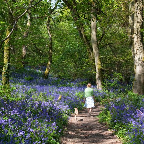 Blooming Marvellous Spring Day Out: Bluebell Walks