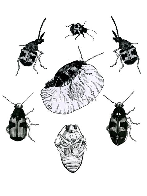 Callosobruchus Maculatus Life Cycle | ubicaciondepersonas.cdmx.gob.mx