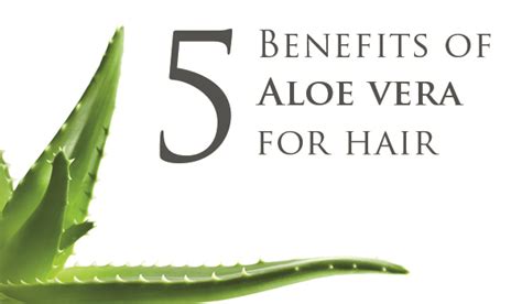 5 Benefits of Aloe Vera for Hair | Simply Organic Beauty