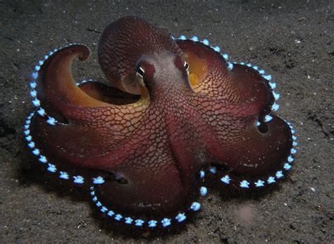 animals, Sea, Octopus Wallpapers HD / Desktop and Mobile Backgrounds