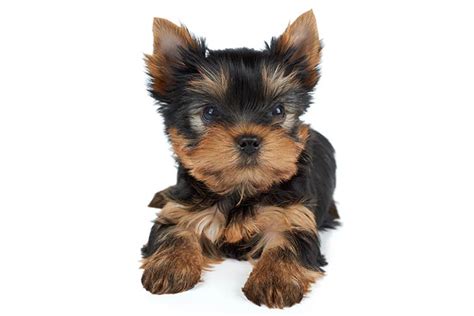 Yorkie Pup - campestre.al.gov.br