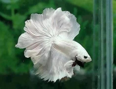 Betta Fish Tank Setup Ideas and Advice - PetHelpful