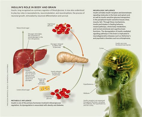 Diabetes: Insulin and its metabolic effects