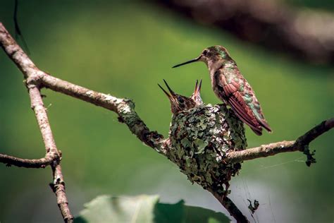 Spotting the Remarkable Hummingbird Nest - The Laurel of Asheville