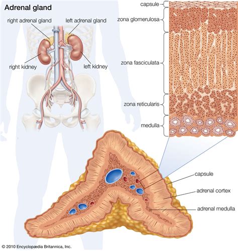 Can Adrenal Fatigue Cause Gastritis