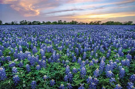 The Bucolic Beauty of a Blanket of Bluebonnets