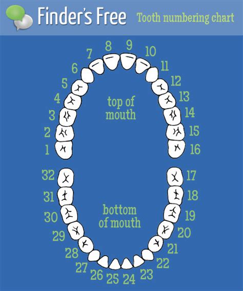 Numbered Tooth Chart