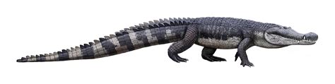 Deinosuchus Pictures - AZ Animals