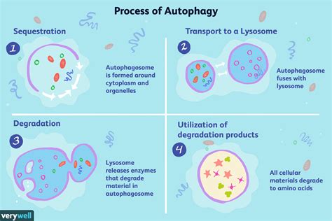 Does Stevia Stop Autophagy? | Substitutes.io