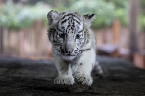 Newborn white Bengal tiger cub - Business Recorder