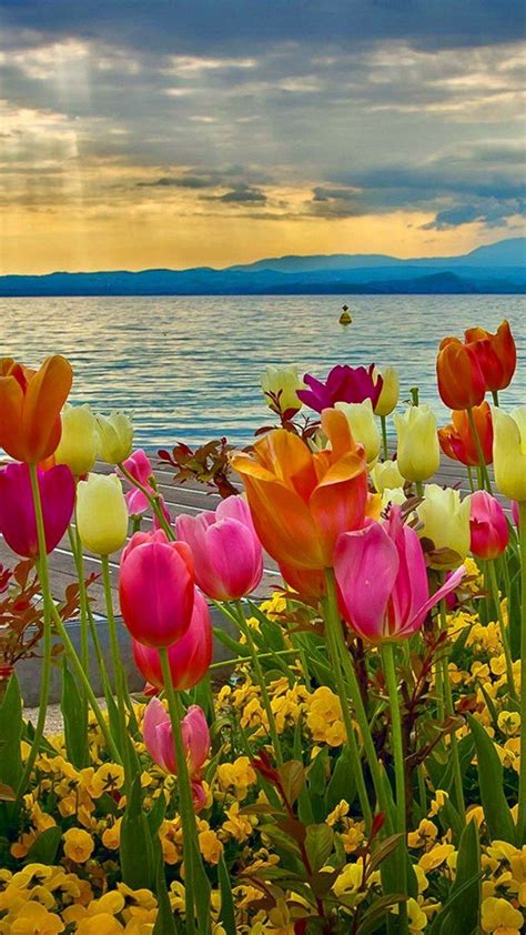 Spring Flowers Scenery Wallpapers - 4k, HD Spring Flowers Scenery ...