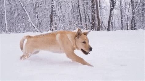 Dog Running Gif By Awesome GIF - Find & Share on GIPHY